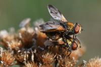 Ectophasia crassipennis