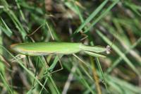 Mantis religiosa