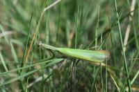 Mantis religiosa