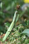 Mantis religiosa