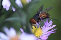 Phasia aurigera