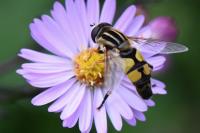 Helophilus trivittatus