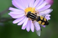 Helophilus trivittatus
