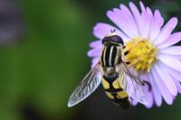 Helophilus trivittatus