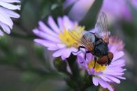 Phasia aurigera