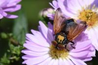 Phasia aurigera