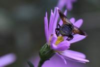 Phasia obesa