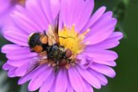 Ectophasia crassipennis