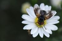 Phasia obesa