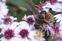 Phasia aurigera