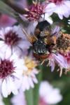 Phasia aurigera