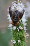 Phasia hemiptera