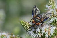 Phasia hemiptera