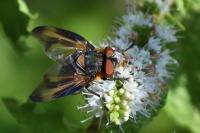 Phasia hemiptera