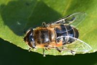 Eristalis similis