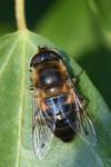 Eristalis similis