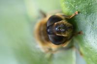 Eristalis pertinax