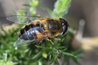 Eristalis similis