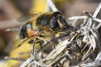 Eristalis similis