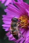 Eristalis tenax
