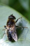 Eristalis pertinax