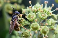 Callicera aurata