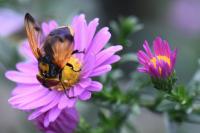 Phasia aurigera