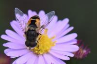 Eristalis arbustorum