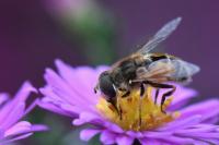 Eristalis arbustorum