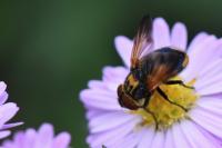 Phasia aurigera