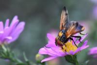 Phasia aurigera