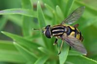 Helophilus pendulus
