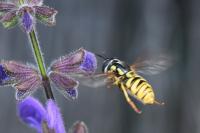 Chrysotoxum cautum