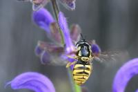 Chrysotoxum cautum