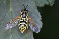 Chrysotoxum elegans
