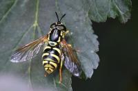 Chrysotoxum elegans