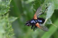 Zophomyia temula