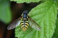 Chrysotoxum cautum