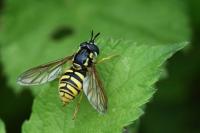 Chrysotoxum cautum