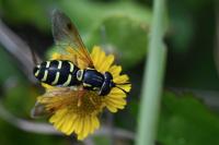 Chrysotoxum festivum
