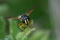 Chrysotoxum festivum
