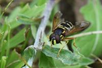 Chrysotoxum festivum