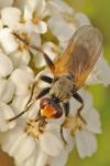 Thecophora