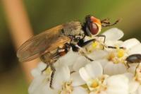 Thecophora