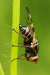 Otites porcus