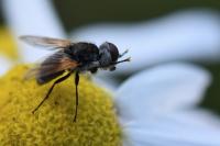 Elomya lateralis
