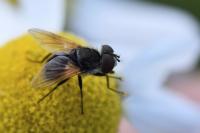 Elomya lateralis