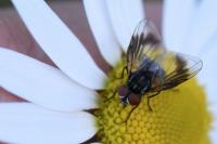 Phasia obesa