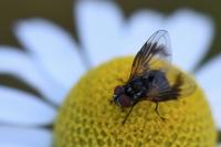 Phasia obesa