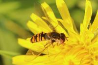 Episyrphus balteatus